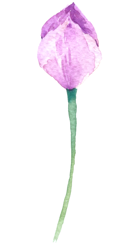 violette bloem aquarel collectie png