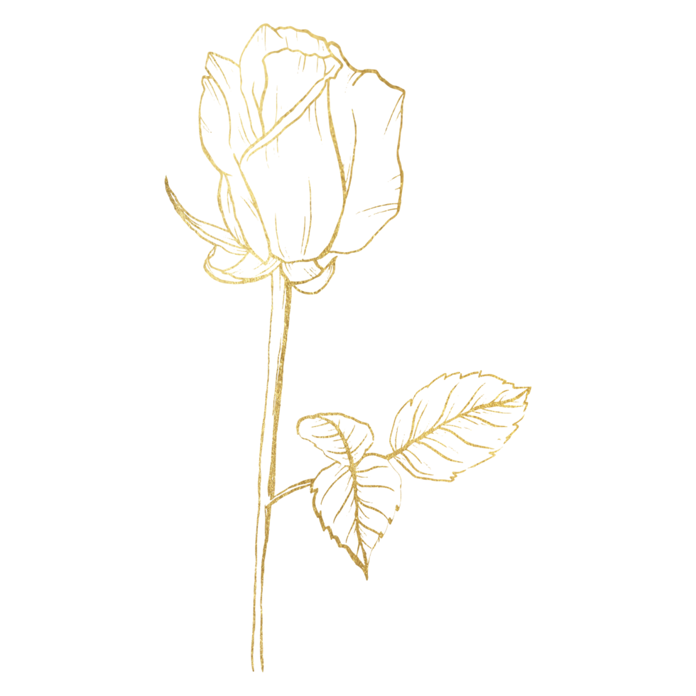 Rose Flower with gold line art png