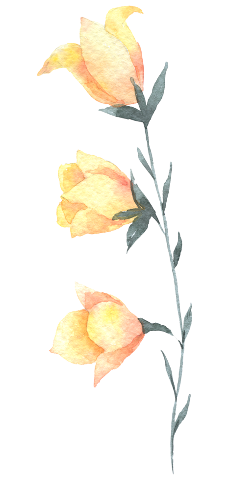 Wildflower aquarel, mooie bloem aquarel element png