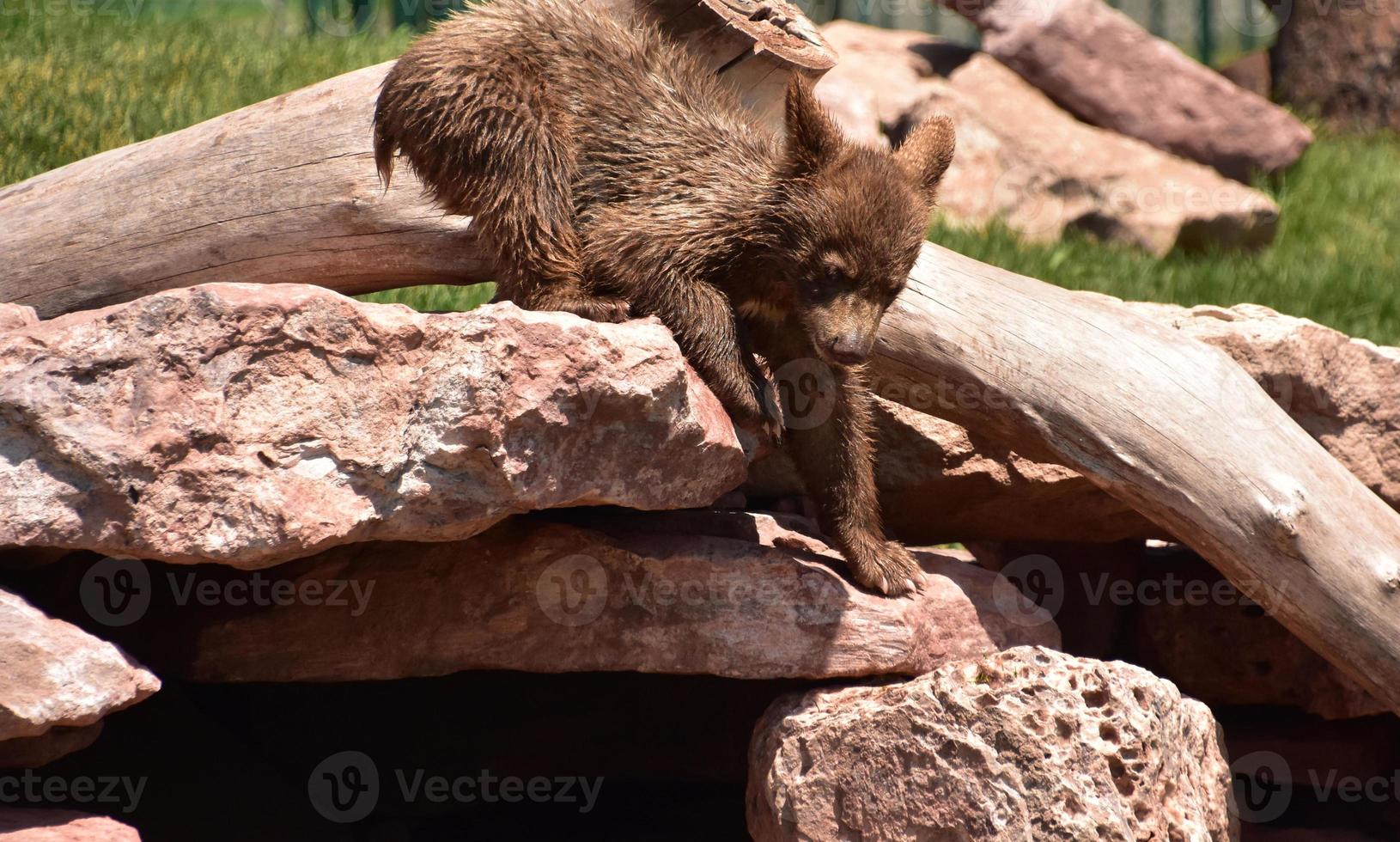 Precious Cinnamon Black Bear Cub Climbing Down photo