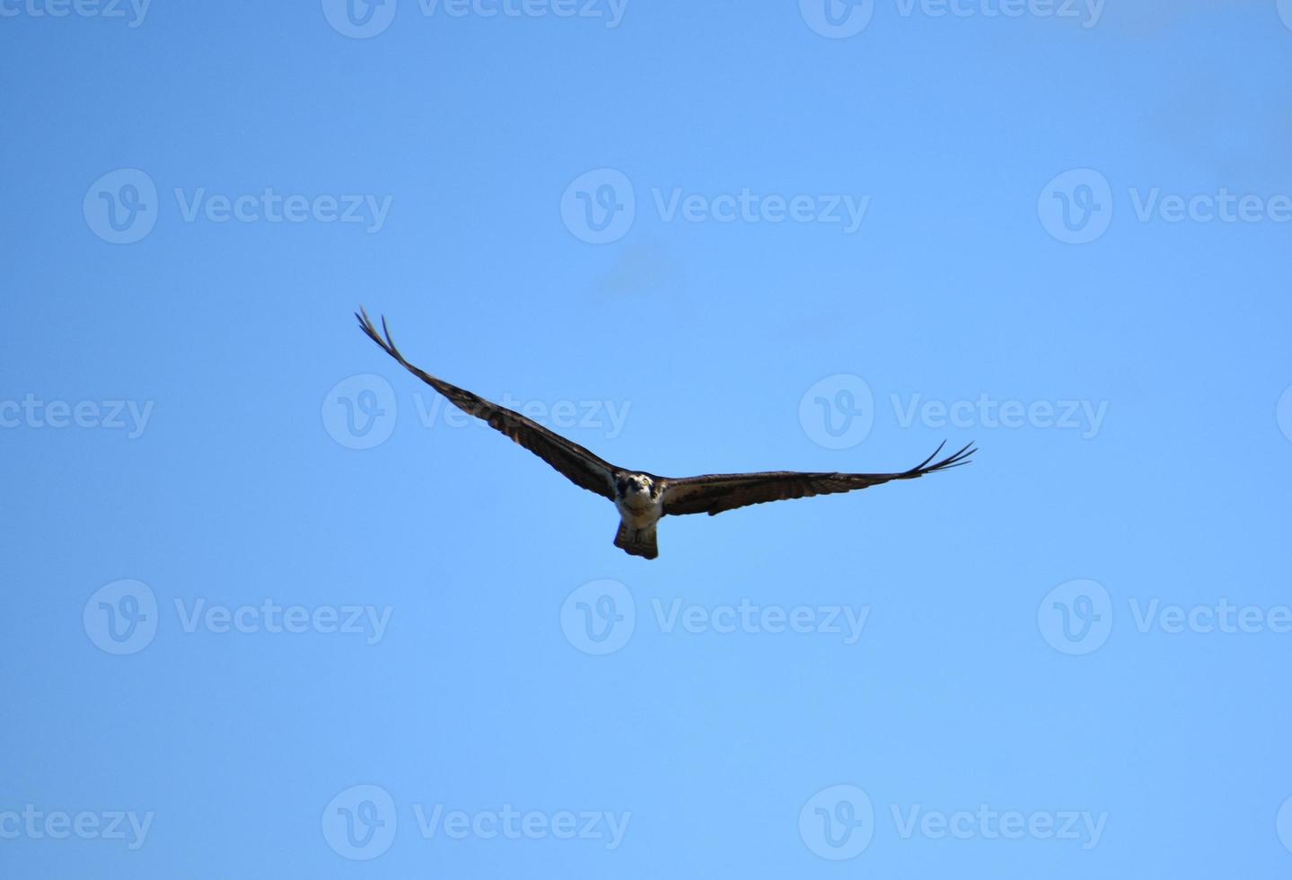 Wings Outstretched on a Flying Osprey in the Sky photo