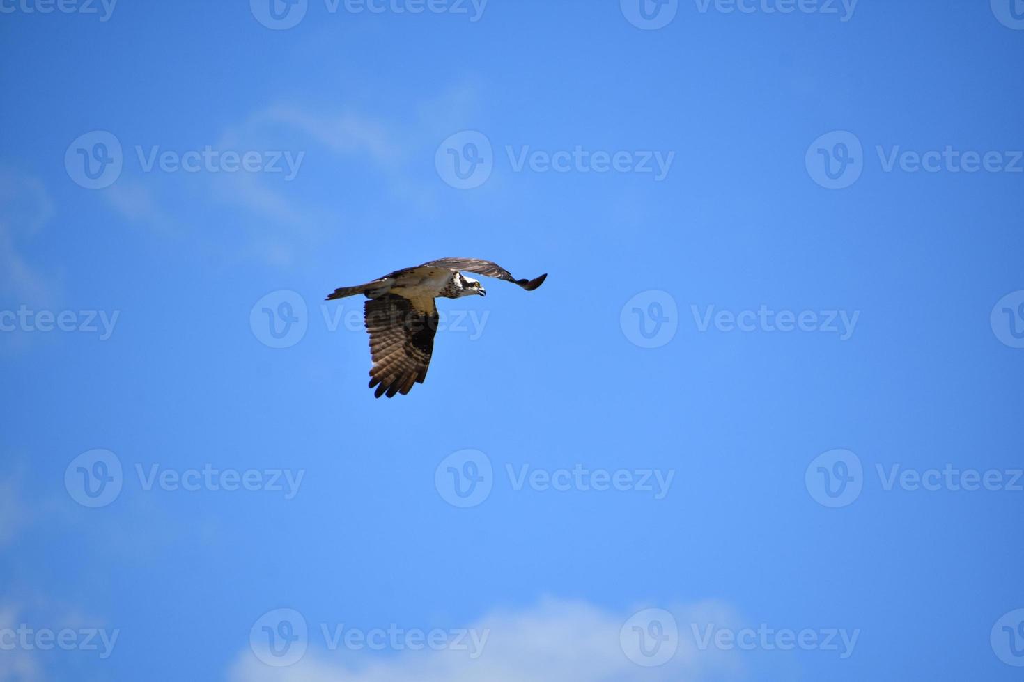 Osprey Bird in Flight in Blue Skies photo