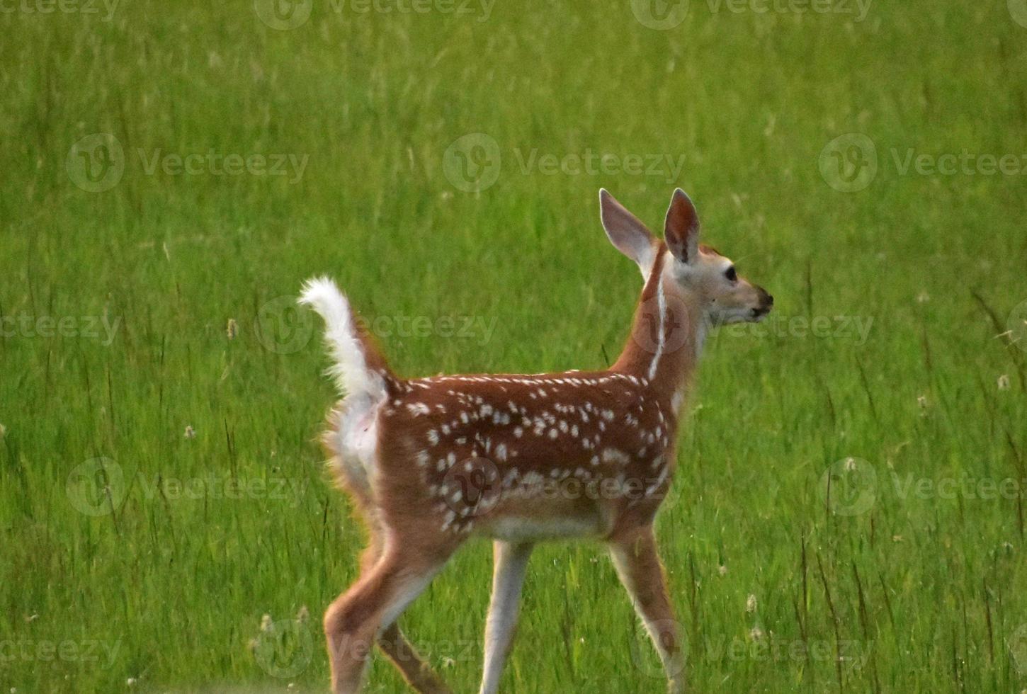 Spotted White Tailed Deer in a Large Grass Field photo