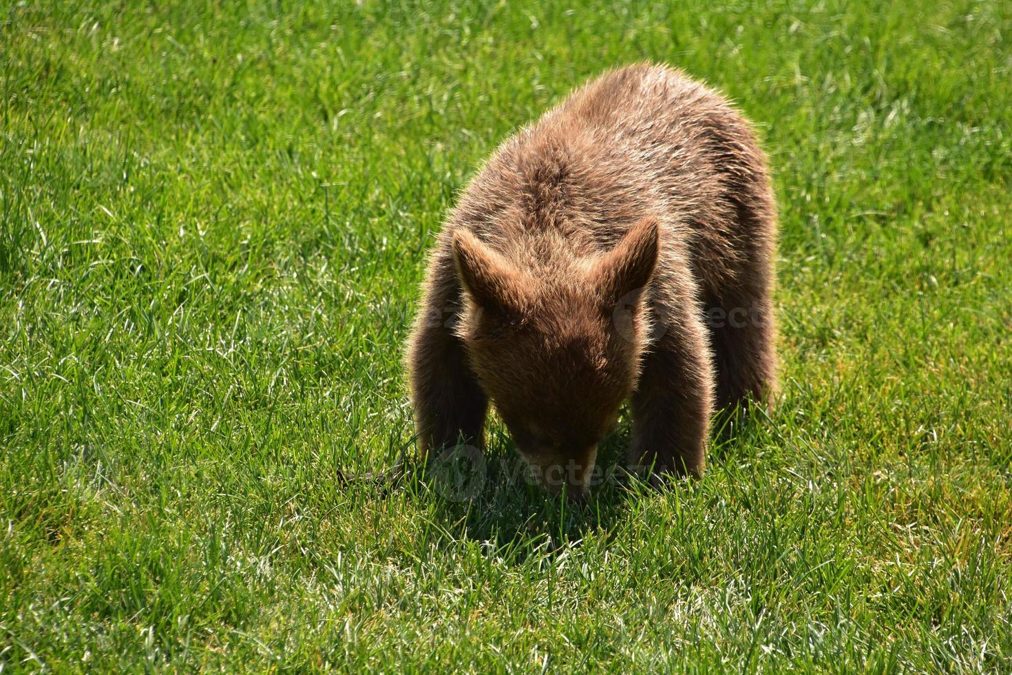 Cinnamon Colored Baby Black Bear Cub Playing photo