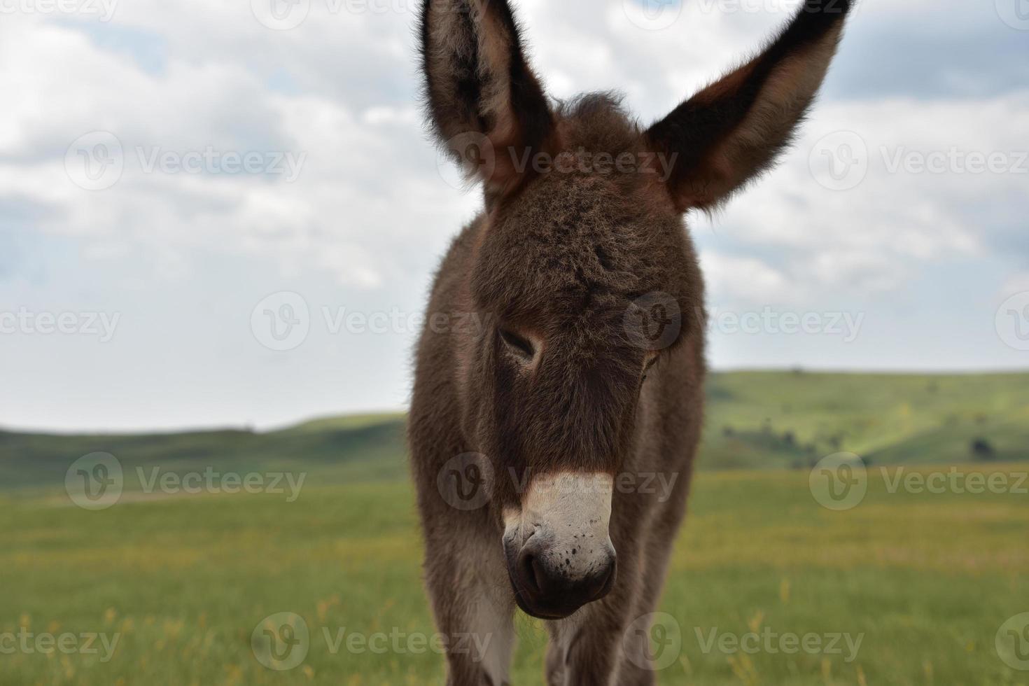 Precioso burro bebé salvaje de pie en una pradera foto