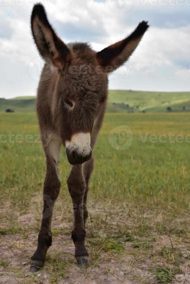 bebé marrón mendigando burro en un campo en custer foto