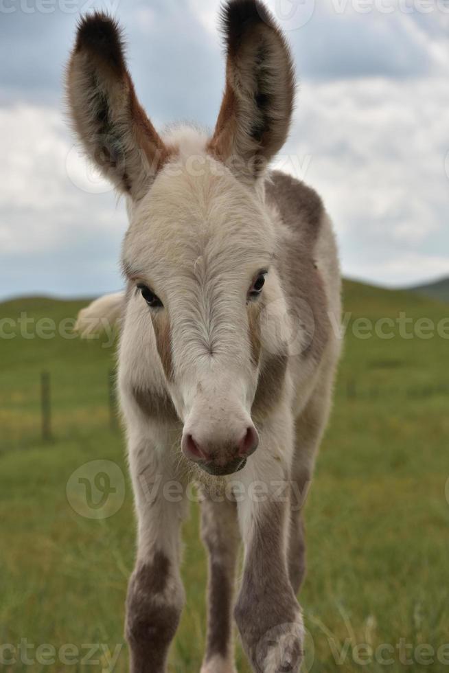 bebé burro potro luciendo lindo como puede ser foto