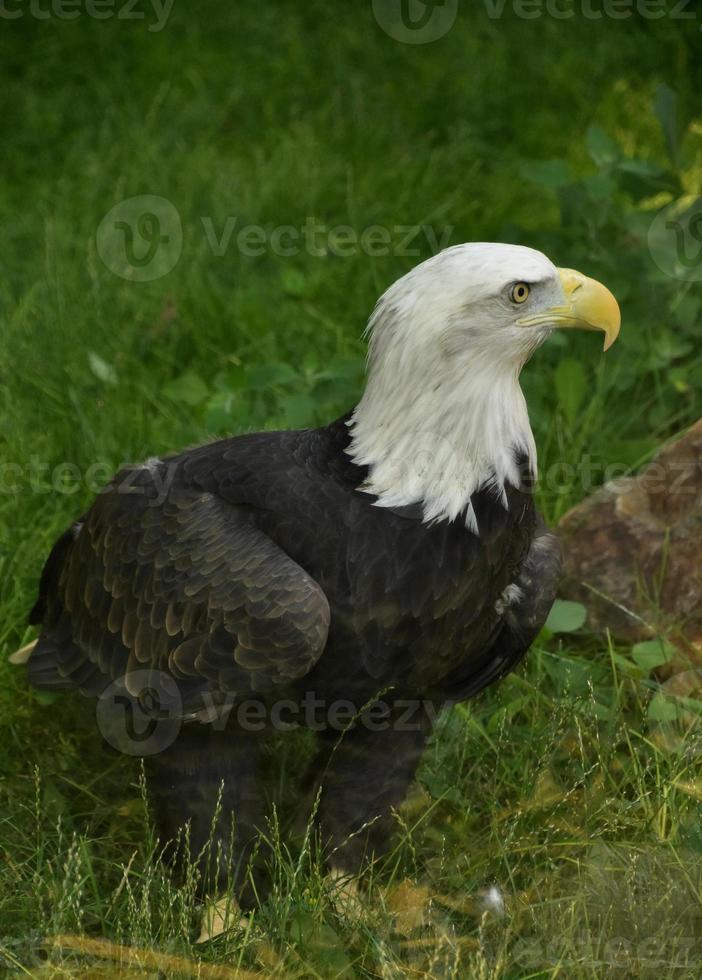 American Bald Eagle Standing in Grass Beside a Rock photo