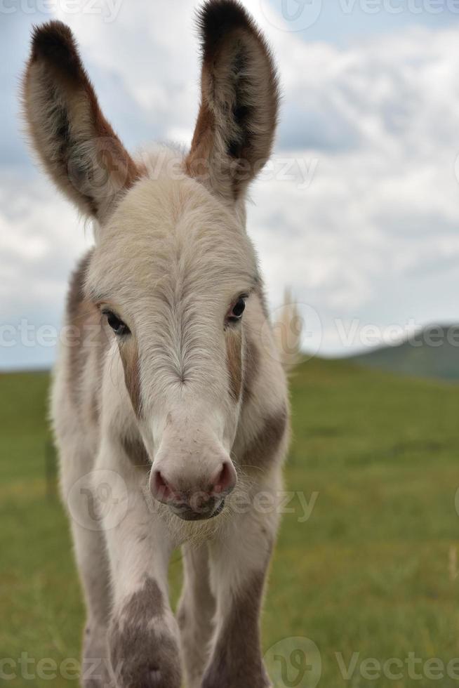 Fantástico potro de burro blanco y gris de cerca foto