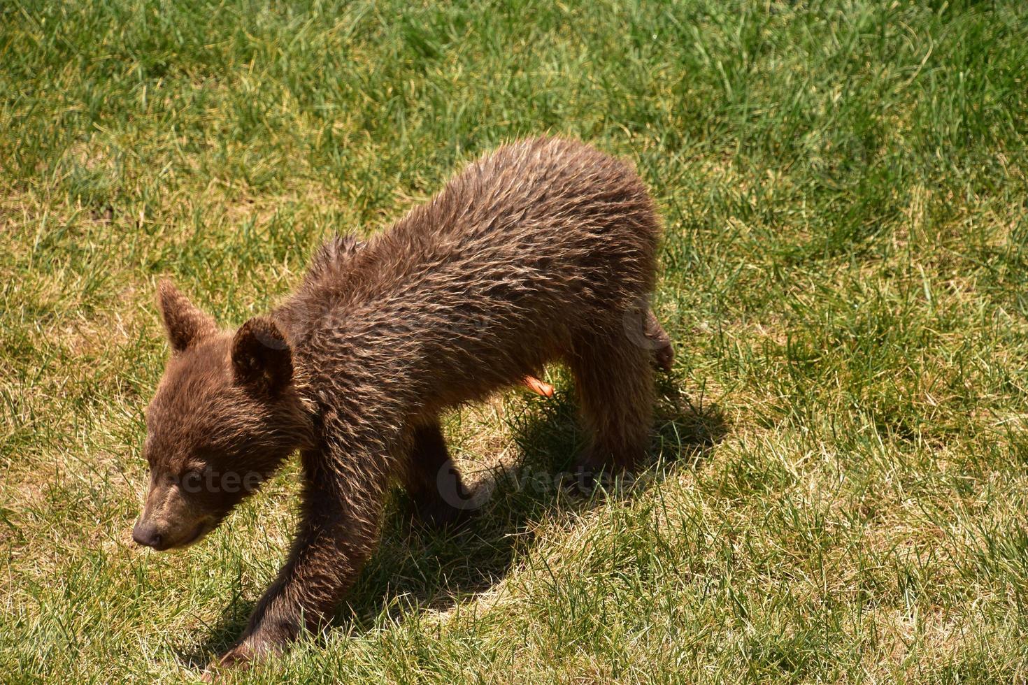 Sweet Cinnamon Black Bear Cub Walking Away photo