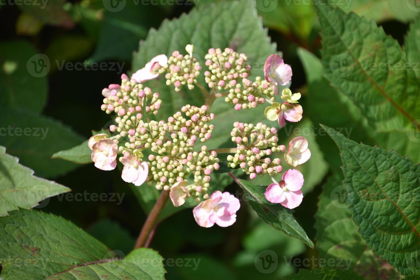 hermoso arbusto de hortensia blanco y rosa que florece en verano 10336273  Foto de stock en Vecteezy