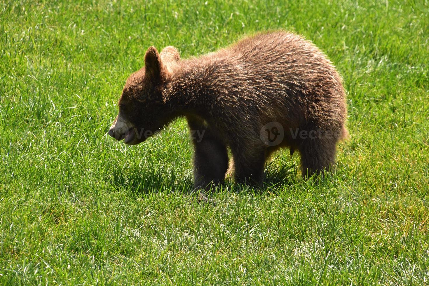 Baby Brown Bear Cub Playing in the Grass photo