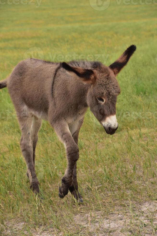 Dark Brown Burro Foal Walking in a Field photo