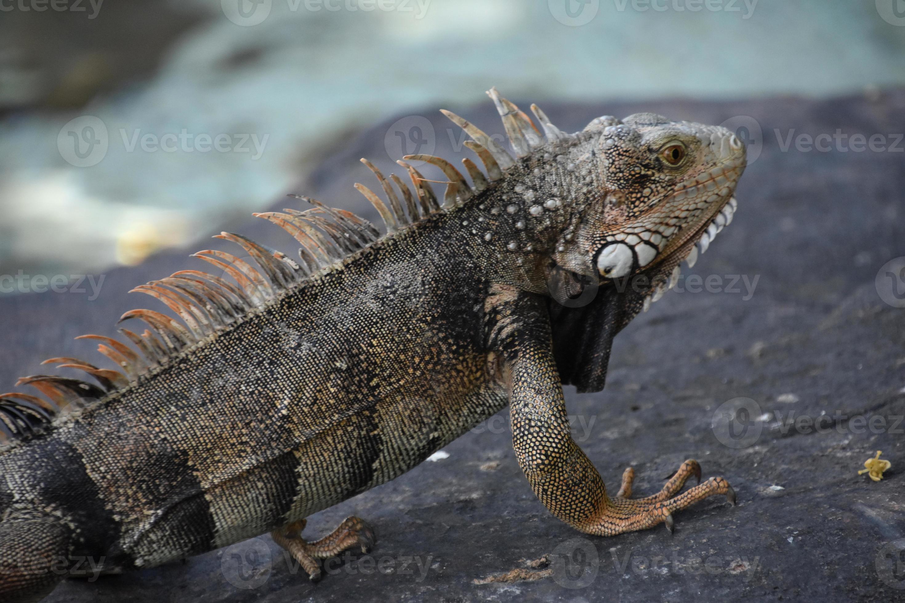 Iguana Lizard with Spikes on Back on a Rock 10336295 Stock Photo at Vecteezy