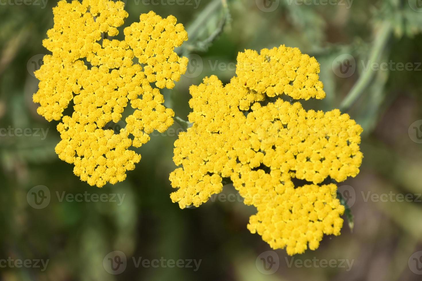 milenrama de flores amarillas silvestres planta medicinal foto