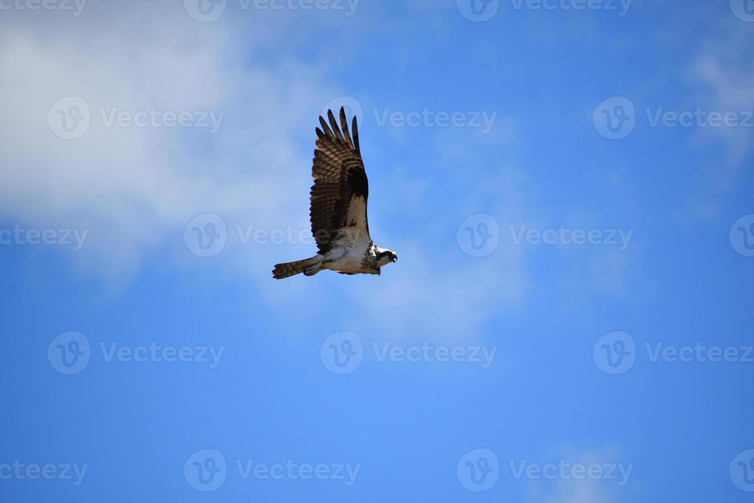 Flying Osprey With Feathered Wings Stretched in Flight photo