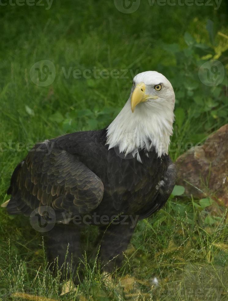 American Bald Eagle Looking Around While Standing photo