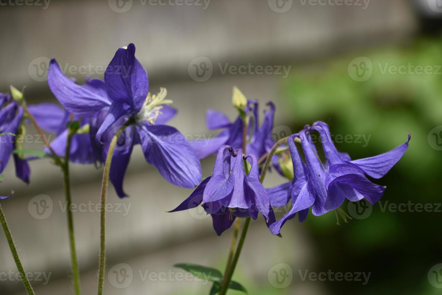Beautiful Purple Columbine Flower Blossoms Blooming in a Garden photo
