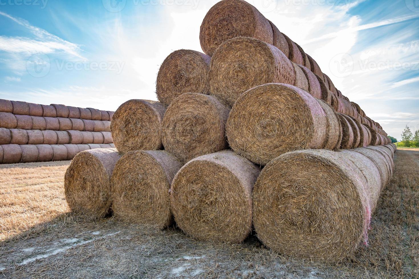 enorme montón de paja de pacas de rollo de heno entre campo cosechado. ropa de cama para ganado foto