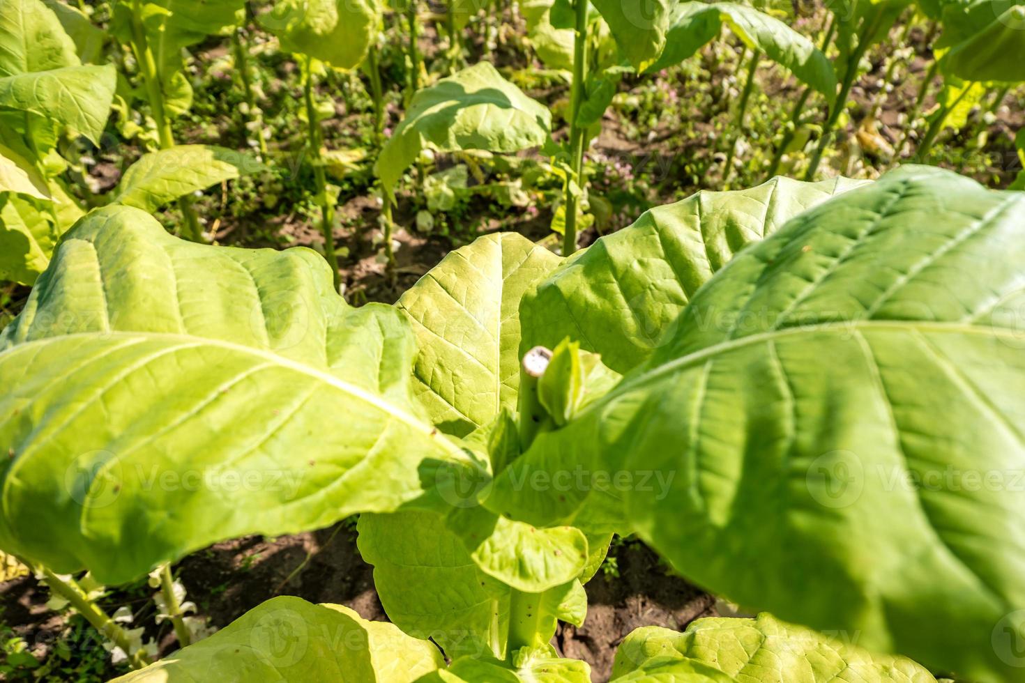 Tobacco field plantation under blue sky with big green leaves photo