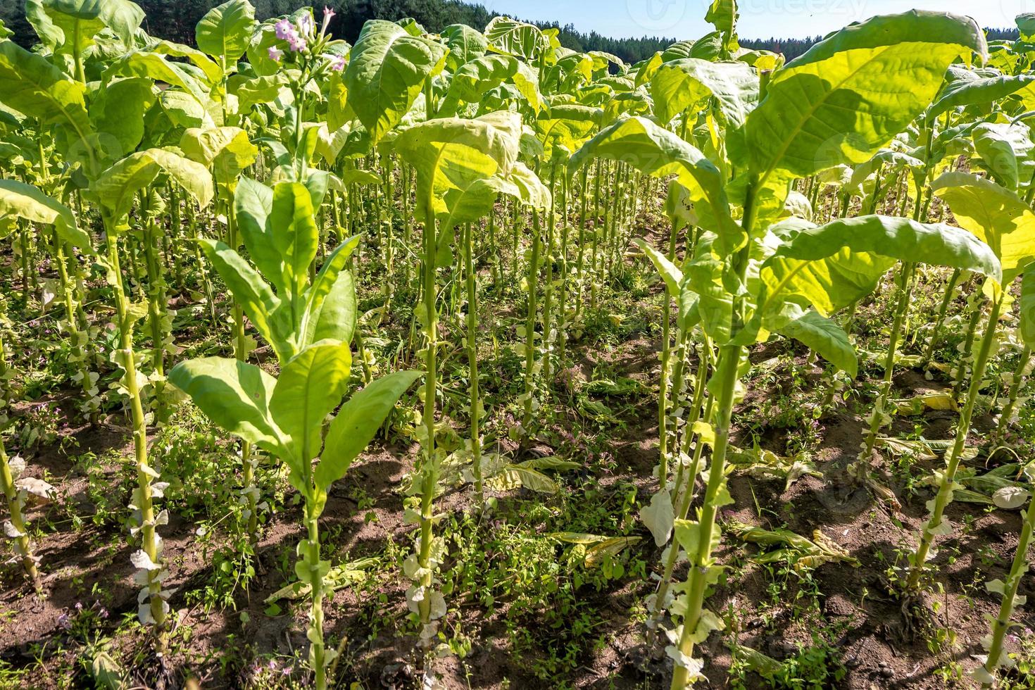 plantación de campo de tabaco bajo un cielo azul con grandes hojas verdes foto