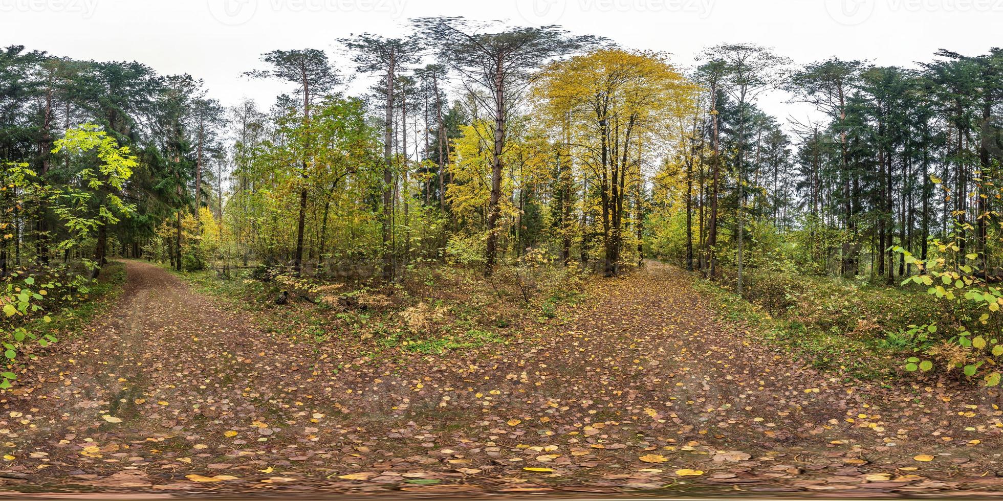 full seamless spherical hdri panorama 360 degrees  angle view on pedestrian road in autumn forest in equirectangular projection content. ready for AR VR virtual reality content photo