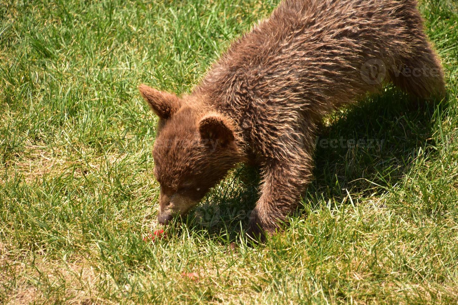 Cute Cinnamon Black Bear Cub on a Summer Day photo