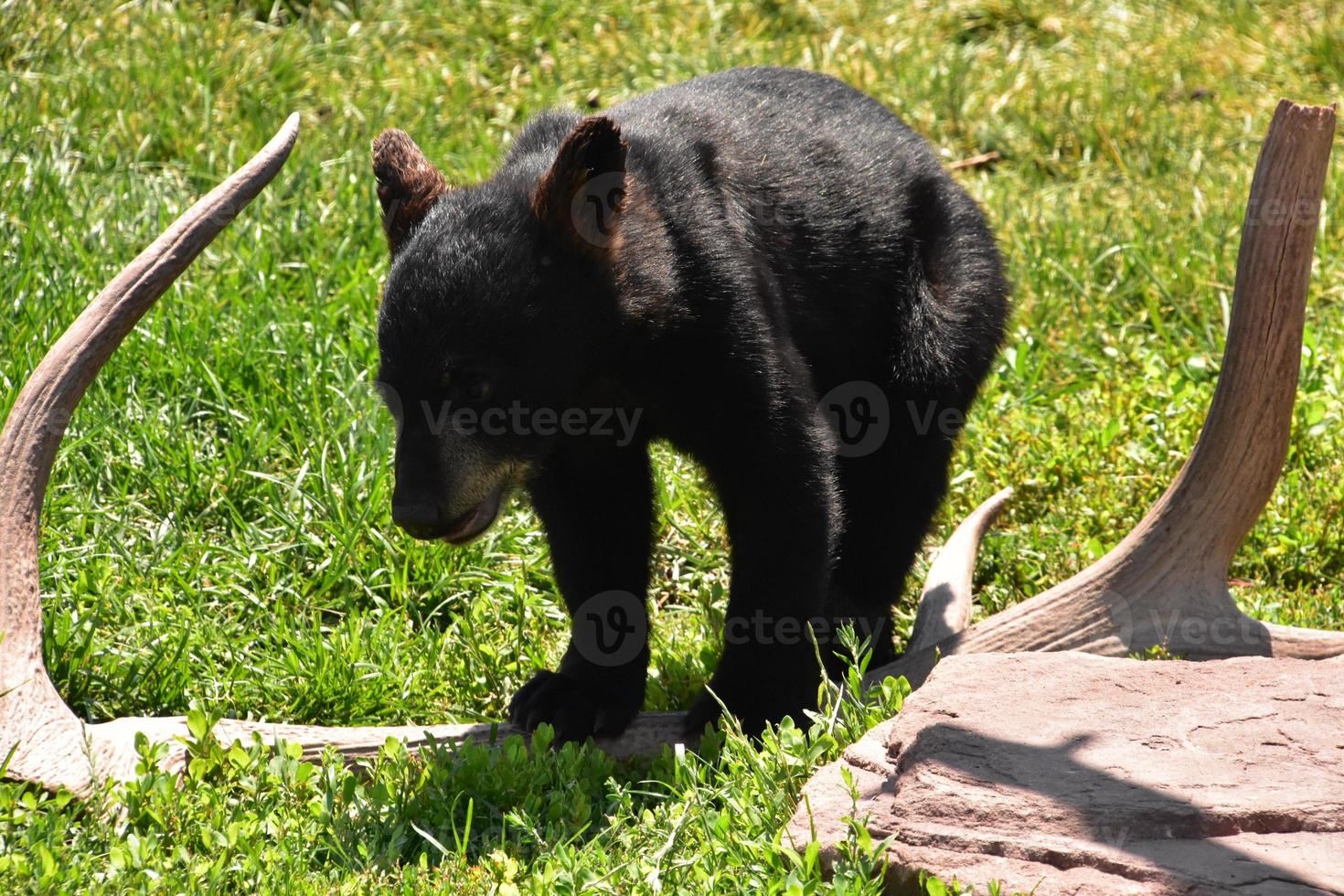 Black Bear Cub Walking Along an Antler photo