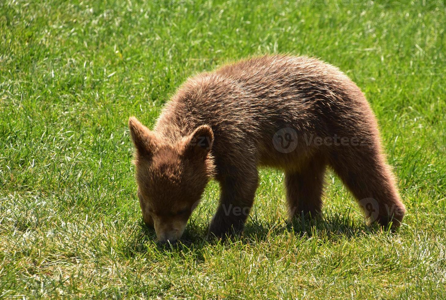 Adorable Brown Black Bear Cub Playing Outside photo