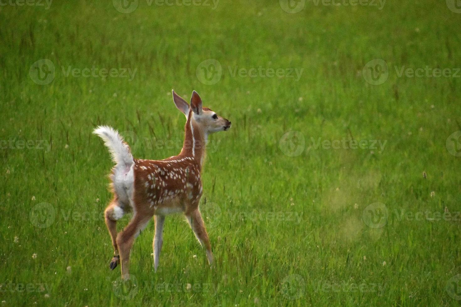 adorable bebé ciervo jugando en un campo de hierba foto