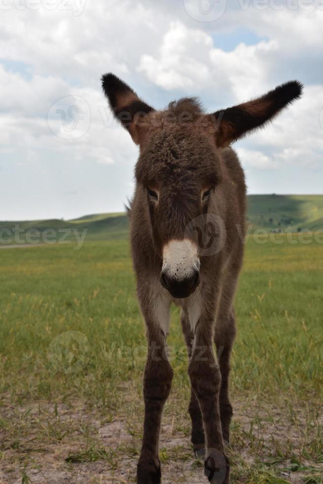 burro bebé esponjoso de pie en un campo de hierba foto