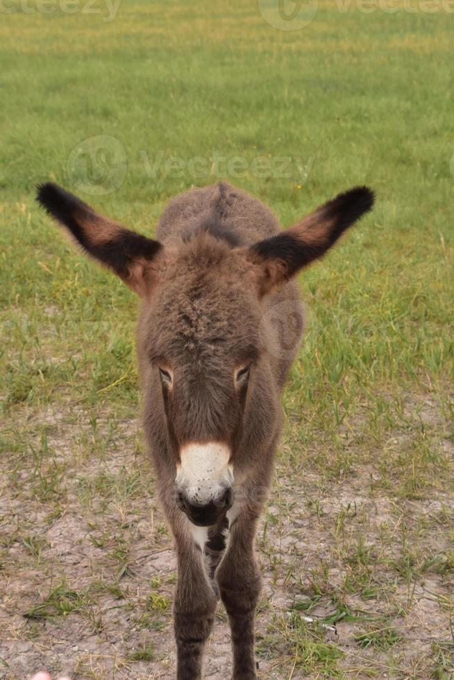 burro de bebé esponjoso con pelaje marrón grueso foto
