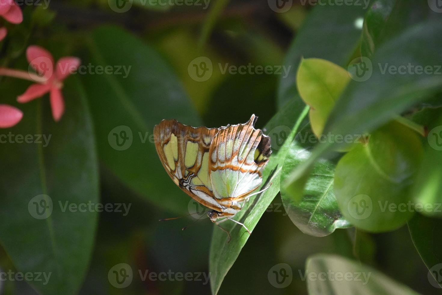 Pretty Green and Brown Winged Butterfly in a Garden photo