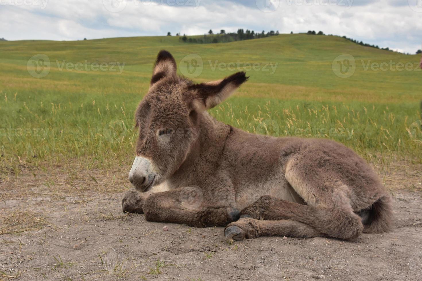 Sleeping Begging Burro Foal in a Large Grass Field photo