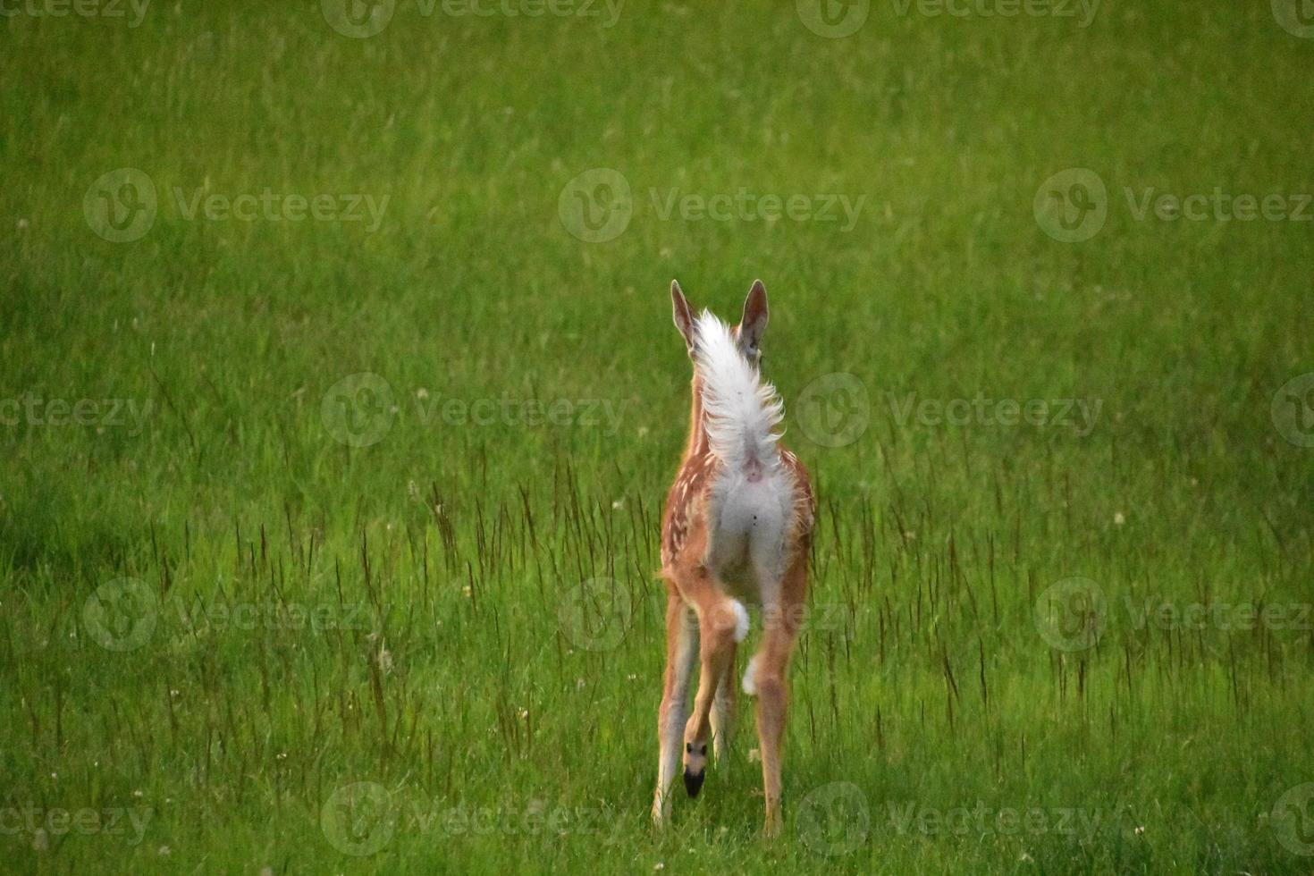 Long White Tail Deer In a Large Grass Field photo