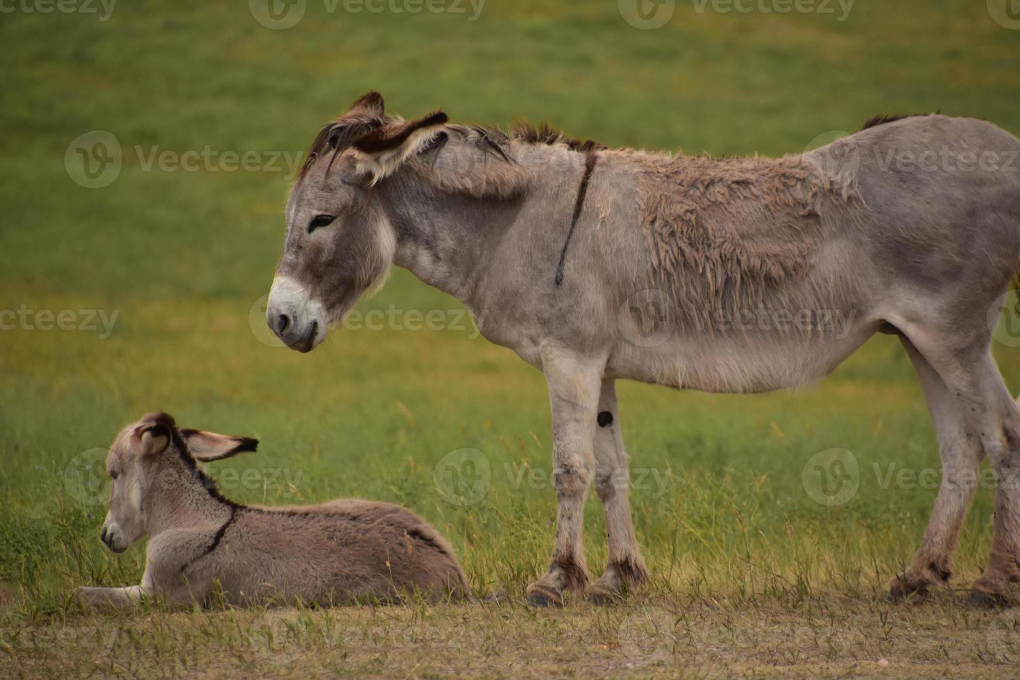 Gray Burro and Colt in a Large Field photo