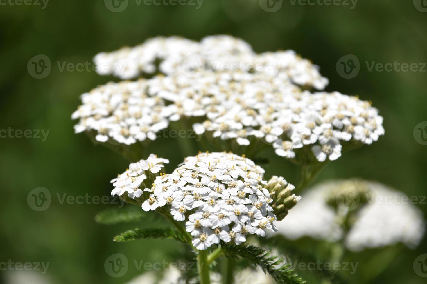 helecho hoja blanco floración milenrama en flor foto