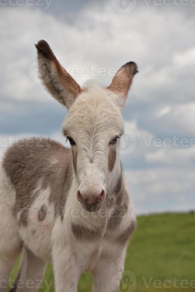 White and Light Brown Baby Burro Up Close photo