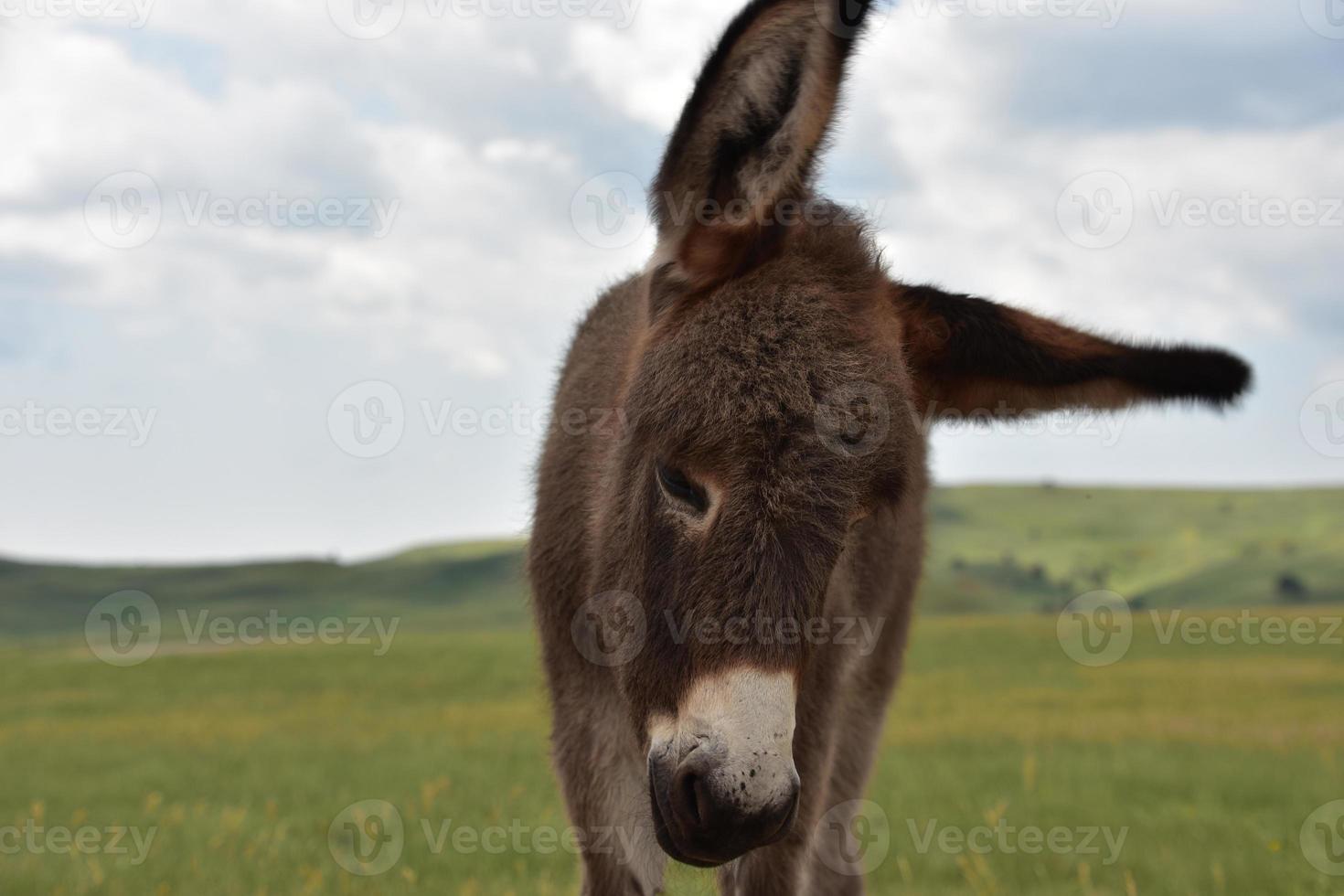 orejas muy largas en un potro burro parado en un campo foto