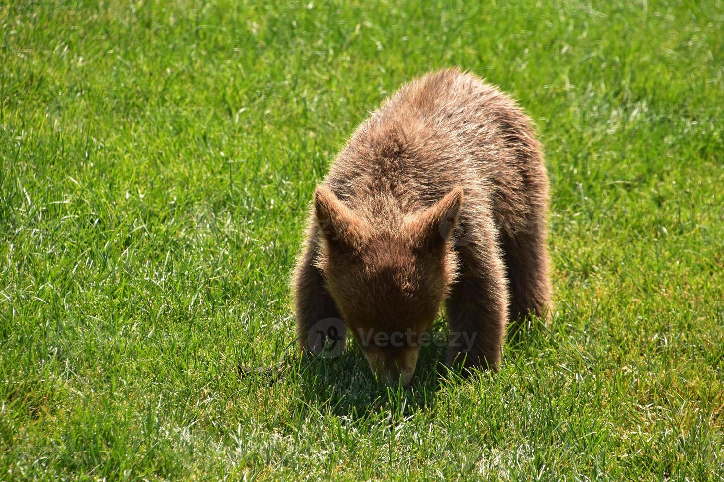 Wild Brown Bear Cub Playing in Grass photo