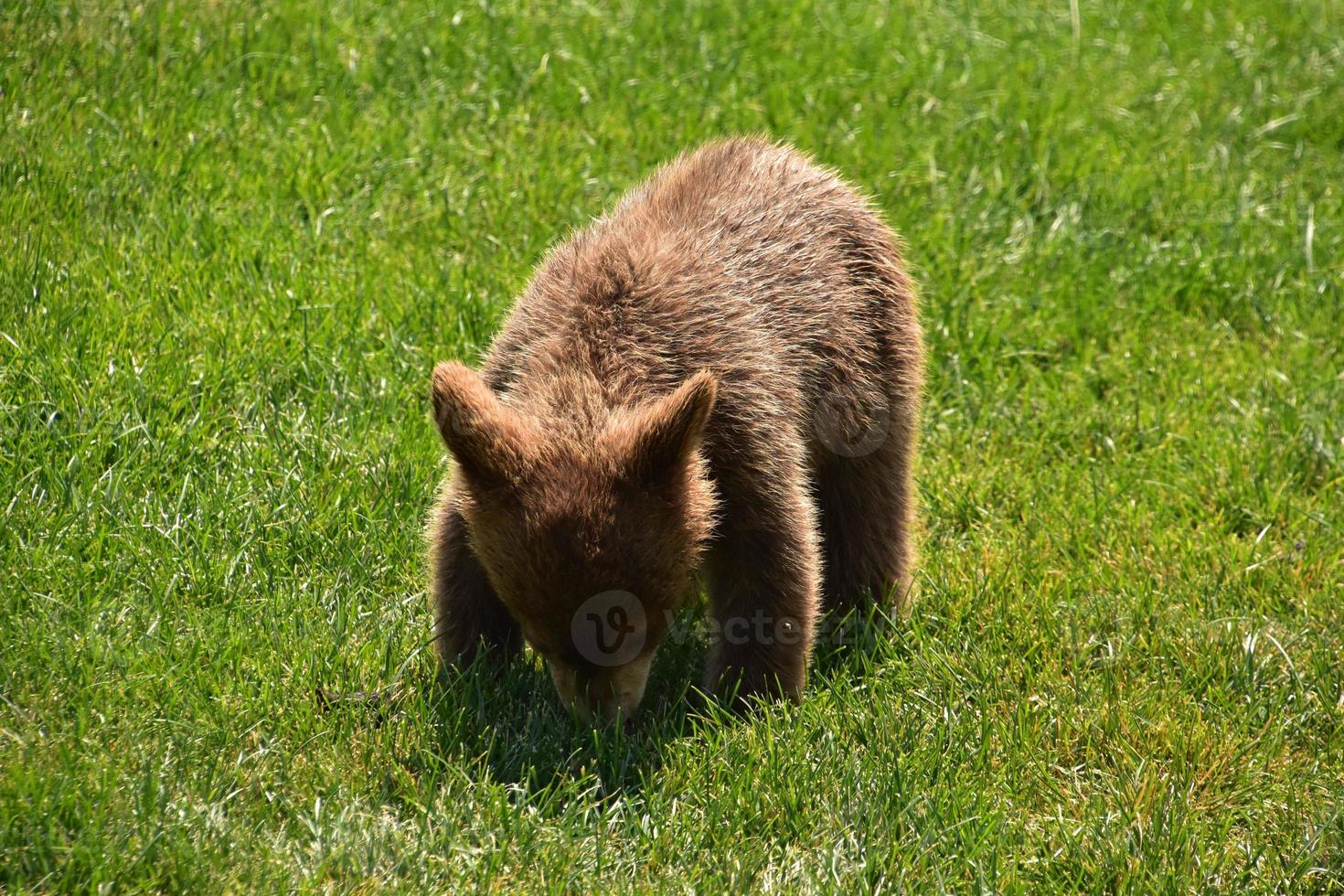 Cinnamon Black Bear Cub Playing in Grass photo