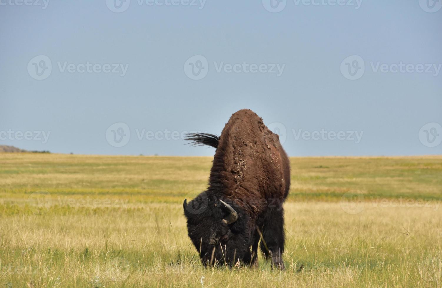 Bison Swishing His Tail on a Plains Field photo