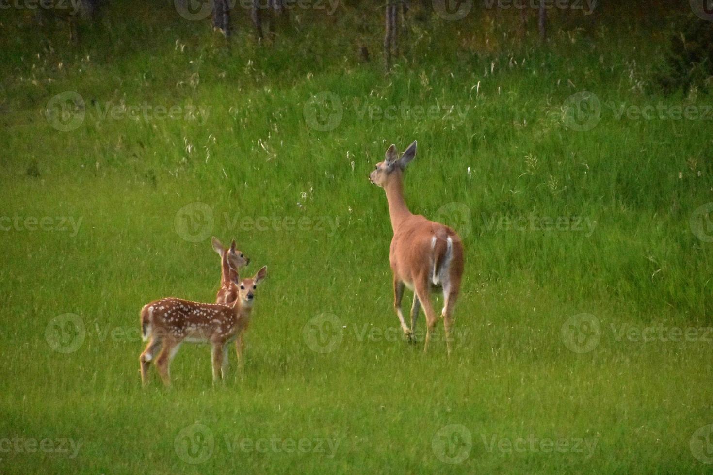 dos ciervos bebés con su madre en un prado foto