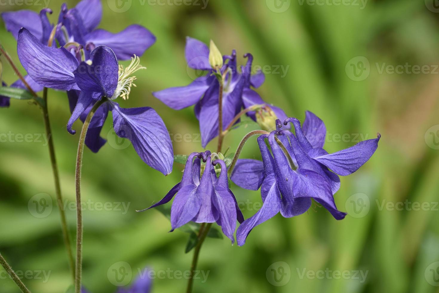 Gorgeous Flowering Purple Columbine Blossoms in the Spring photo