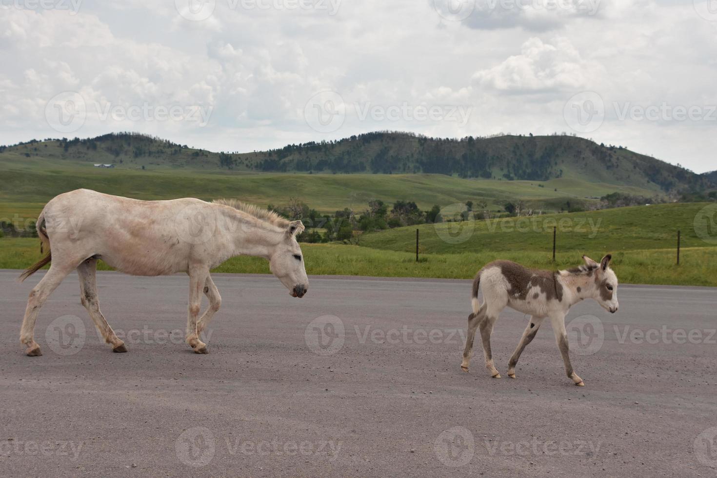 Spotted Foal Burro with It's Mom Walking on a Road photo