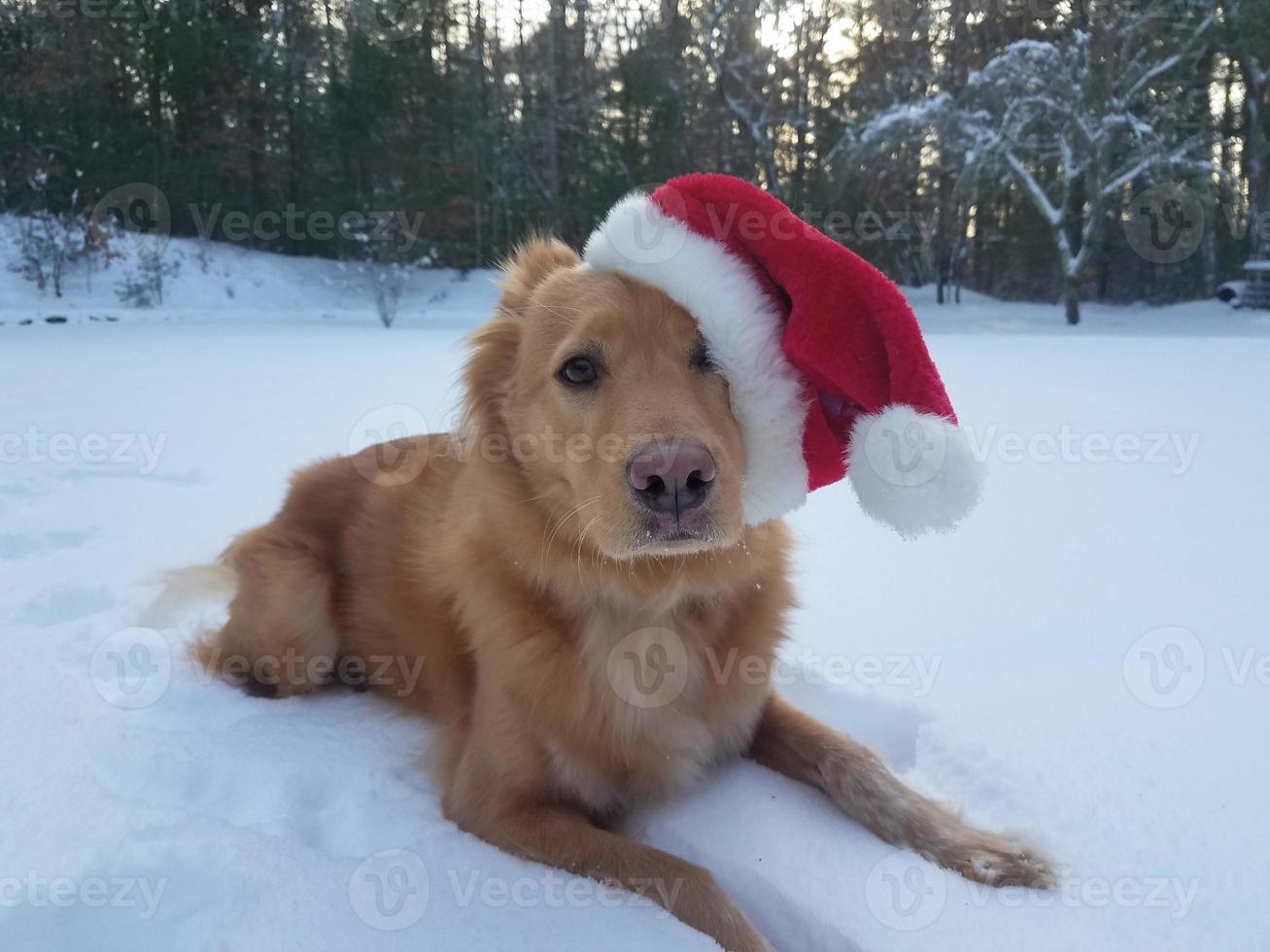 Very Cute Santa Dog with a Hat in the Snow photo