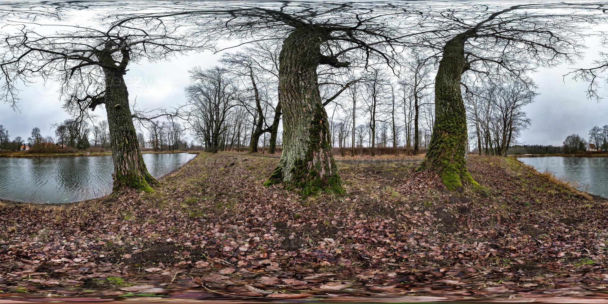 full seamless spherical hdri panorama 360 degrees angle view on pedestrian walking path among oak grove with clumsy branches near lake in equirectangular projection with zenith, ready VR AR content photo