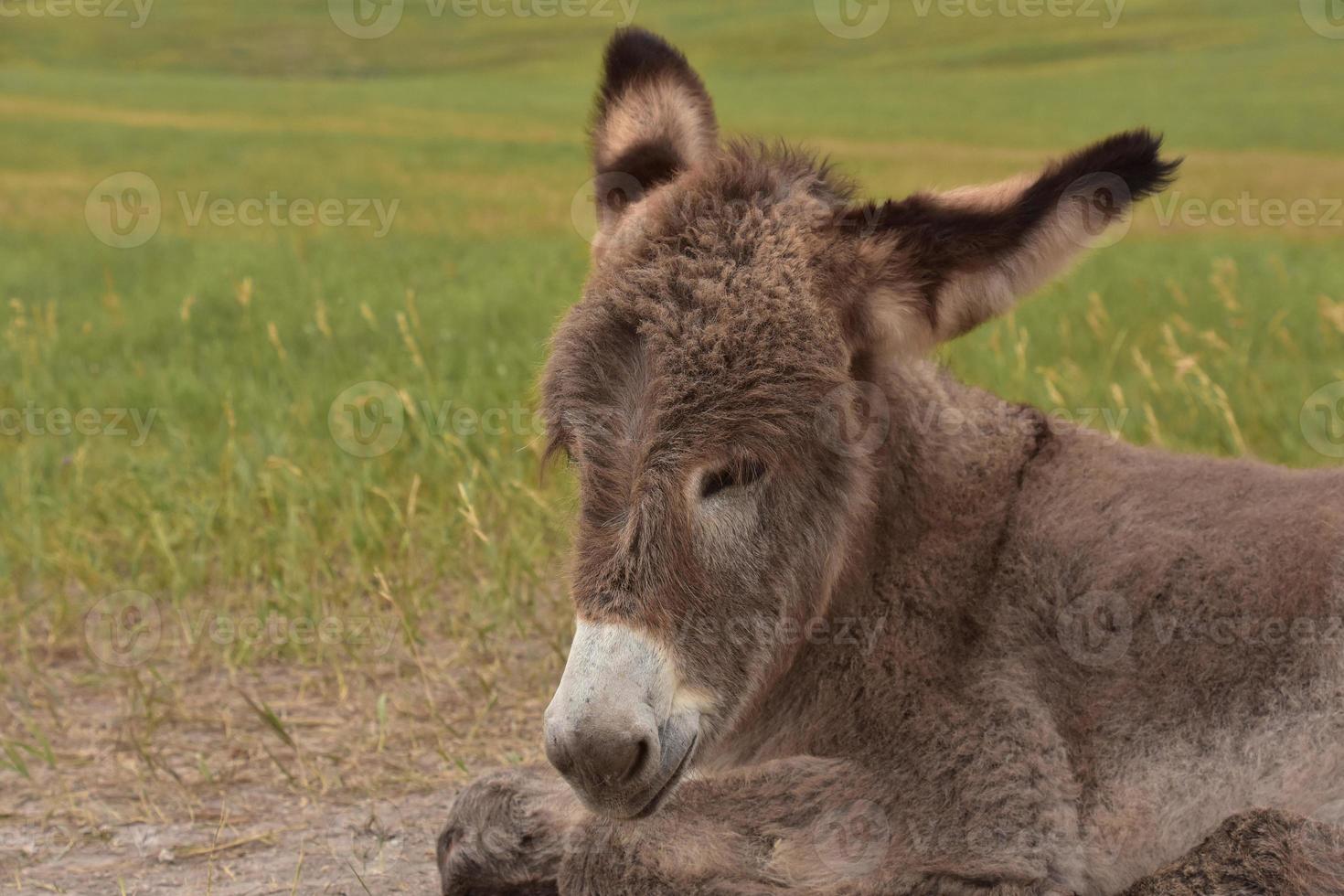 mirando a la cara de un adorable bebé burro foto