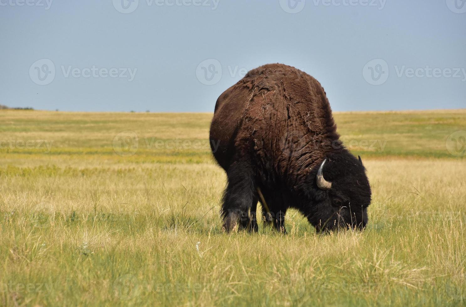 Bison Eating Grasses on the Plains in South Dakota photo