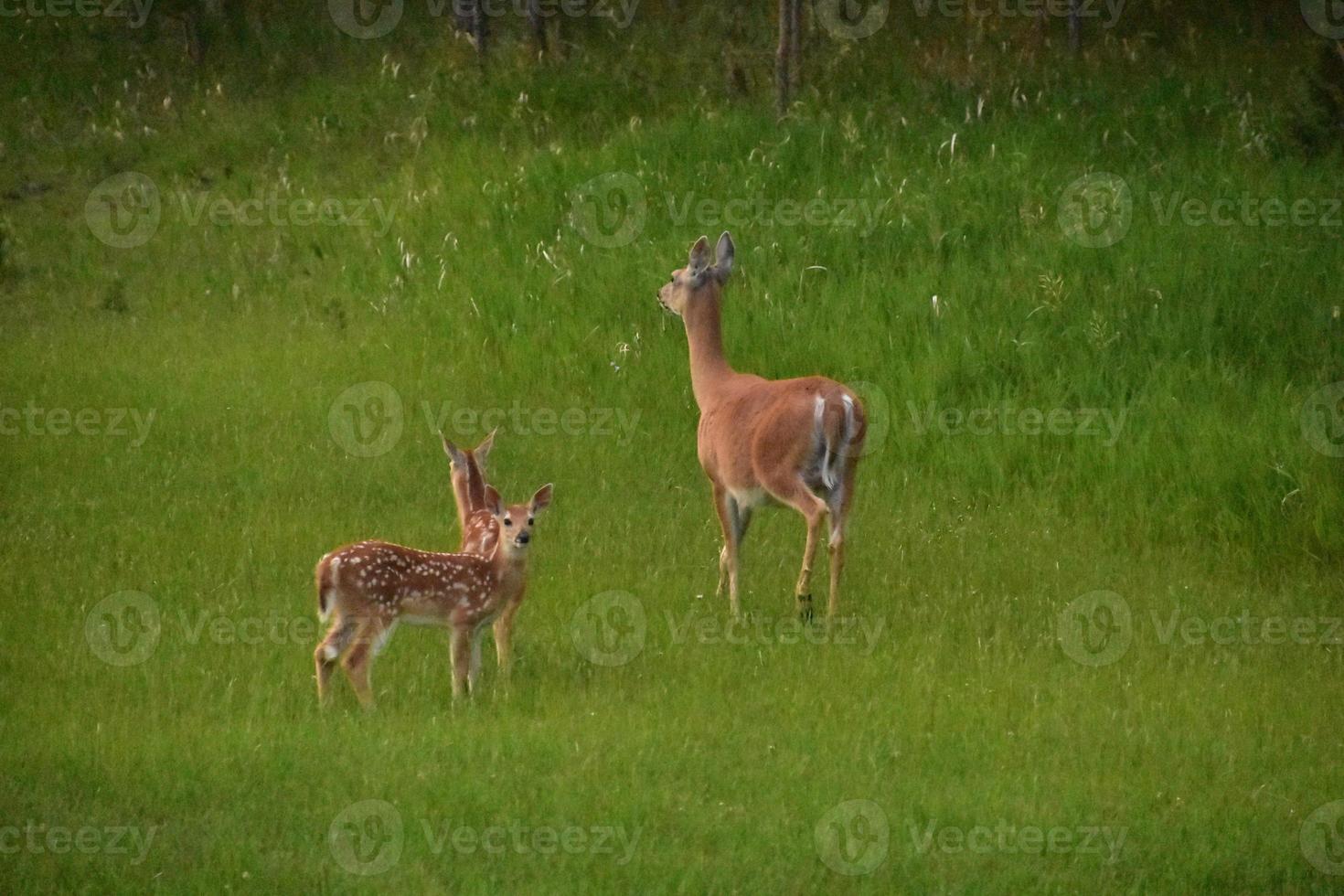 Meadow with Mother Deer and Her Two Fawns 10336995 Stock Photo at Vecteezy